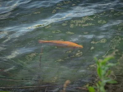 Naturcamping guld&oslash;rred i fiskes&oslash;en