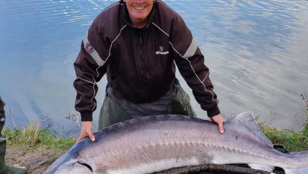 Sø rekord - Beluga Stør 84 kg