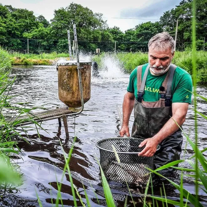 Præstkjær dambrug står for leveringen af friske fisk